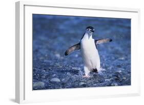 Chinstrap Penguin-DLILLC-Framed Photographic Print