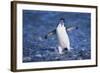 Chinstrap Penguin-DLILLC-Framed Photographic Print