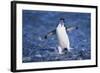 Chinstrap Penguin-DLILLC-Framed Photographic Print