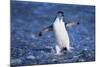 Chinstrap Penguin-DLILLC-Mounted Photographic Print