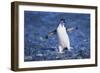 Chinstrap Penguin-DLILLC-Framed Photographic Print