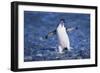 Chinstrap Penguin-DLILLC-Framed Photographic Print