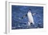 Chinstrap Penguin-DLILLC-Framed Photographic Print