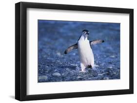 Chinstrap Penguin-DLILLC-Framed Photographic Print