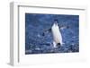 Chinstrap Penguin-DLILLC-Framed Photographic Print