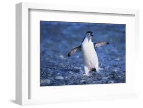 Chinstrap Penguin-DLILLC-Framed Photographic Print