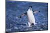 Chinstrap Penguin-DLILLC-Mounted Photographic Print