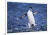 Chinstrap Penguin-DLILLC-Framed Photographic Print