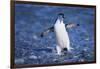 Chinstrap Penguin-DLILLC-Framed Photographic Print