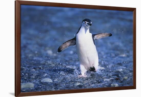 Chinstrap Penguin-DLILLC-Framed Photographic Print