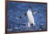 Chinstrap Penguin-DLILLC-Framed Photographic Print
