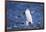 Chinstrap Penguin-DLILLC-Framed Photographic Print