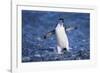 Chinstrap Penguin-DLILLC-Framed Photographic Print