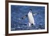 Chinstrap Penguin-DLILLC-Framed Photographic Print