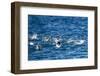 Chinstrap Penguins, Antarctica-Paul Souders-Framed Photographic Print