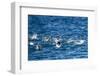 Chinstrap Penguins, Antarctica-Paul Souders-Framed Photographic Print