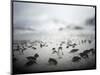 Chinstrap Penguins, Antarctica-Paul Souders-Mounted Photographic Print