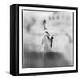 Chinstrap Penguins, Antarctica-Paul Souders-Framed Stretched Canvas