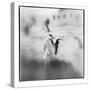 Chinstrap Penguins, Antarctica-Paul Souders-Stretched Canvas