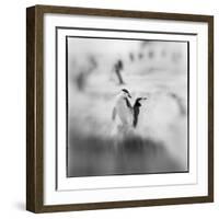 Chinstrap Penguins, Antarctica-Paul Souders-Framed Photographic Print