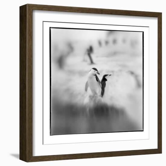 Chinstrap Penguins, Antarctica-Paul Souders-Framed Photographic Print