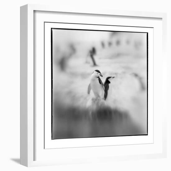 Chinstrap Penguins, Antarctica-Paul Souders-Framed Photographic Print