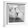 Chinstrap Penguins, Antarctica-Paul Souders-Framed Photographic Print