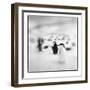 Chinstrap Penguins, Antarctica-Paul Souders-Framed Photographic Print