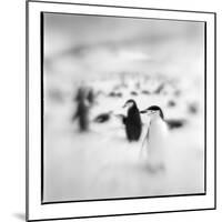 Chinstrap Penguins, Antarctica-Paul Souders-Mounted Photographic Print