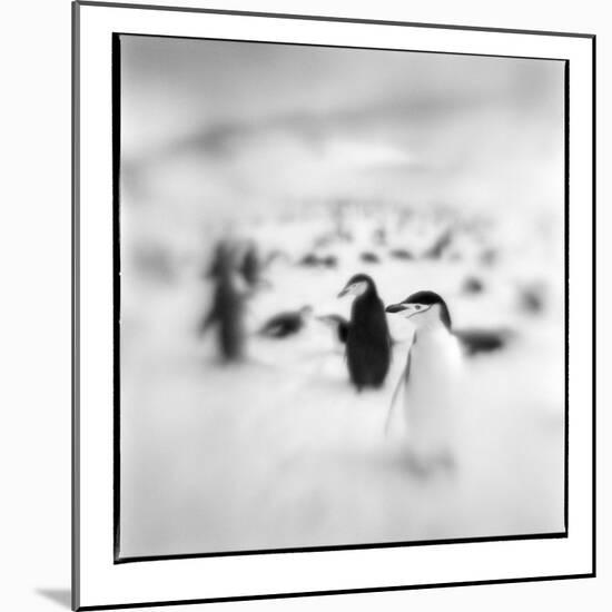 Chinstrap Penguins, Antarctica-Paul Souders-Mounted Photographic Print