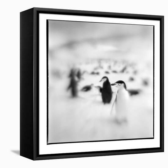 Chinstrap Penguins, Antarctica-Paul Souders-Framed Stretched Canvas