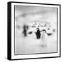 Chinstrap Penguins, Antarctica-Paul Souders-Framed Stretched Canvas