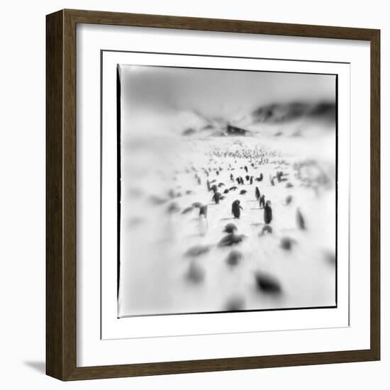 Chinstrap Penguins, Antarctica-Paul Souders-Framed Photographic Print