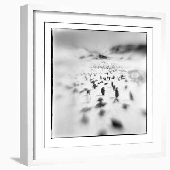 Chinstrap Penguins, Antarctica-Paul Souders-Framed Photographic Print