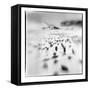 Chinstrap Penguins, Antarctica-Paul Souders-Framed Stretched Canvas