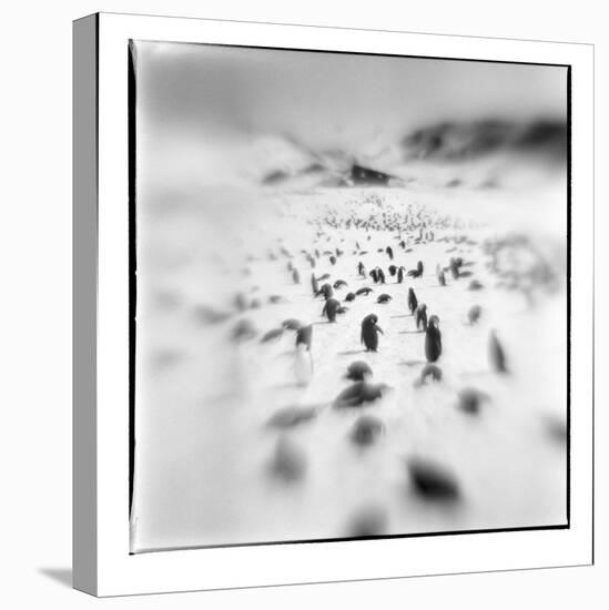 Chinstrap Penguins, Antarctica-Paul Souders-Stretched Canvas