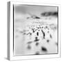 Chinstrap Penguins, Antarctica-Paul Souders-Stretched Canvas