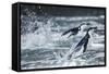 Chinstrap Penguins, Deception Island, Antarctica-Paul Souders-Framed Stretched Canvas