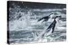 Chinstrap Penguins, Deception Island, Antarctica-Paul Souders-Stretched Canvas