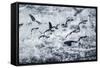 Chinstrap Penguins, Deception Island, Antarctica-Paul Souders-Framed Stretched Canvas