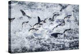 Chinstrap Penguins, Deception Island, Antarctica-Paul Souders-Stretched Canvas