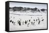 Chinstrap Penguins, Deception Island, Antarctica-Paul Souders-Framed Stretched Canvas