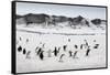 Chinstrap Penguins, Deception Island, Antarctica-Paul Souders-Framed Stretched Canvas