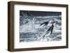 Chinstrap Penguins, Deception Island, Antarctica-Paul Souders-Framed Photographic Print