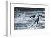 Chinstrap Penguins, Deception Island, Antarctica-Paul Souders-Framed Photographic Print