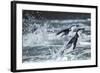 Chinstrap Penguins, Deception Island, Antarctica-Paul Souders-Framed Photographic Print