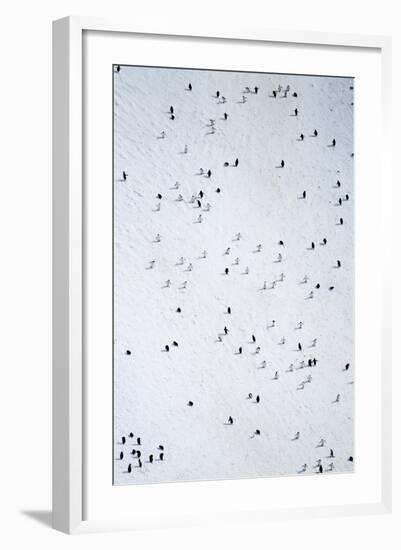 Chinstrap Penguins, Deception Island, Antarctica-Paul Souders-Framed Photographic Print