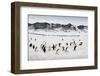 Chinstrap Penguins, Deception Island, Antarctica-Paul Souders-Framed Photographic Print