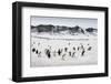 Chinstrap Penguins, Deception Island, Antarctica-Paul Souders-Framed Photographic Print