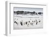Chinstrap Penguins, Deception Island, Antarctica-Paul Souders-Framed Photographic Print
